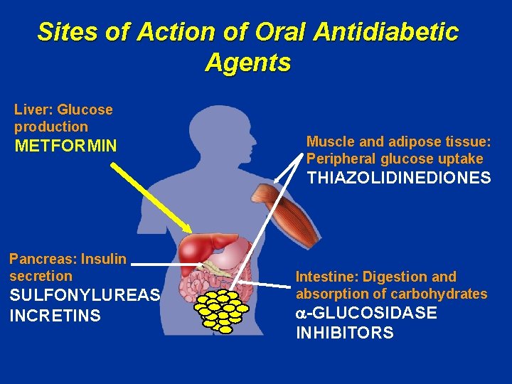 Sites of Action of Oral Antidiabetic Agents Liver: Glucose production METFORMIN Muscle and adipose