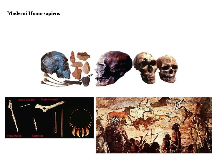 Moderni Homo sapiens 