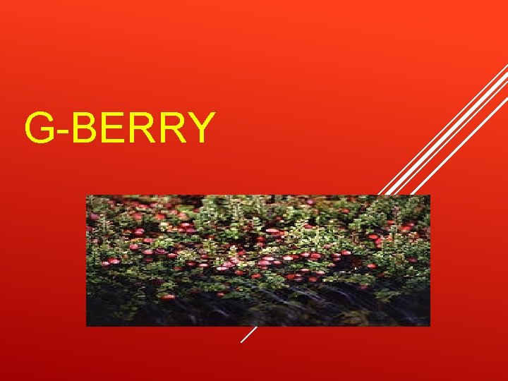 G-BERRY 