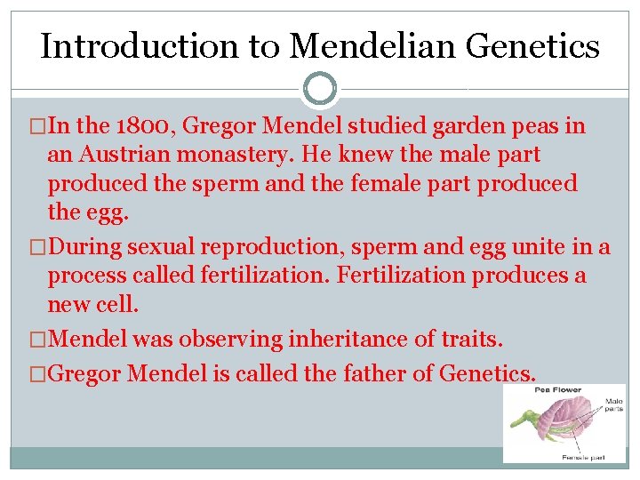 Introduction to Mendelian Genetics �In the 1800, Gregor Mendel studied garden peas in an