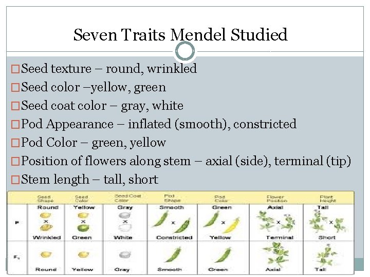 Seven Traits Mendel Studied �Seed texture – round, wrinkled �Seed color –yellow, green �Seed Seven Traits Mendel Studied �Seed texture – round, wrinkled �Seed color –yellow, green �Seed