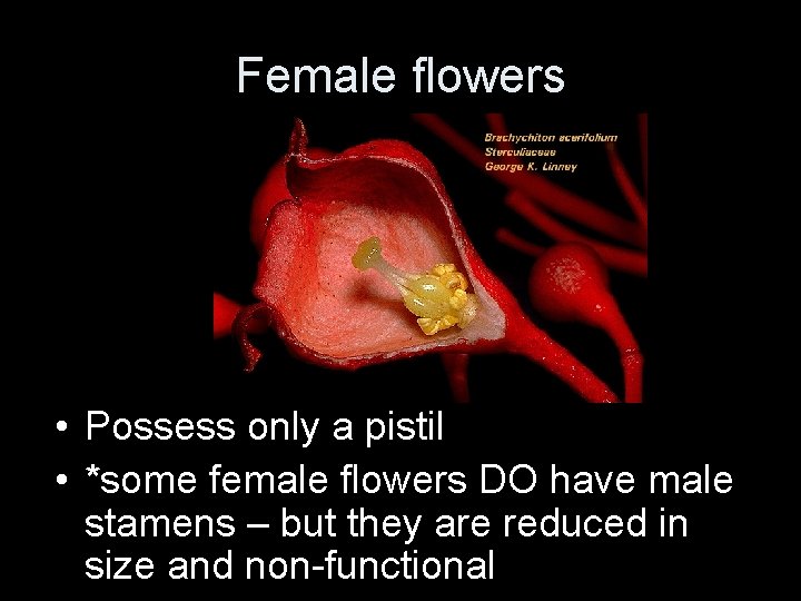 Female flowers • Possess only a pistil • *some female flowers DO have male