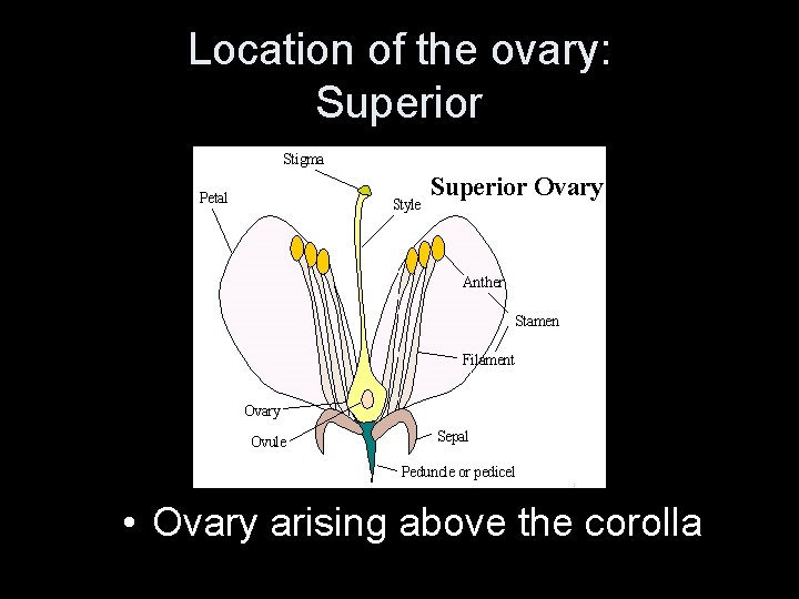 Location of the ovary: Superior • Ovary arising above the corolla 
