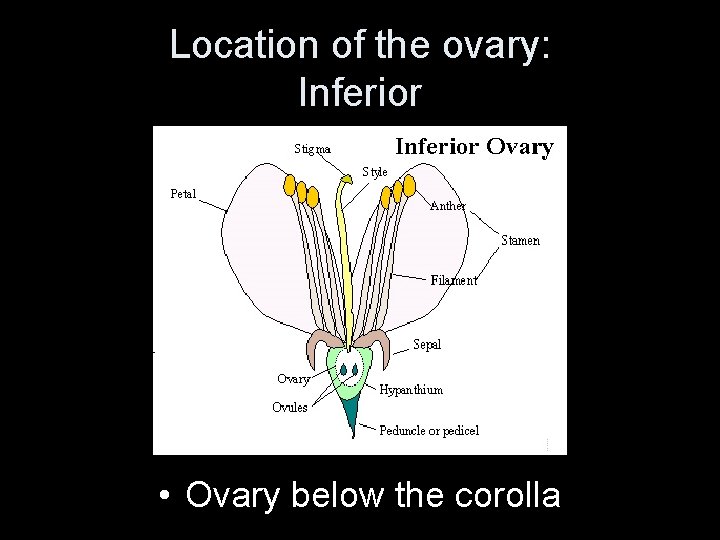 Location of the ovary: Inferior • Ovary below the corolla 