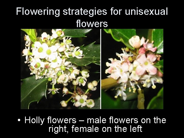 Flowering strategies for unisexual flowers • Holly flowers – male flowers on the right,