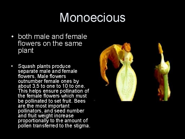 Monoecious • both male and female flowers on the same plant • Squash plants