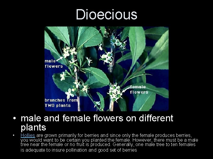 Dioecious • male and female flowers on different plants • Hollies are grown primarily