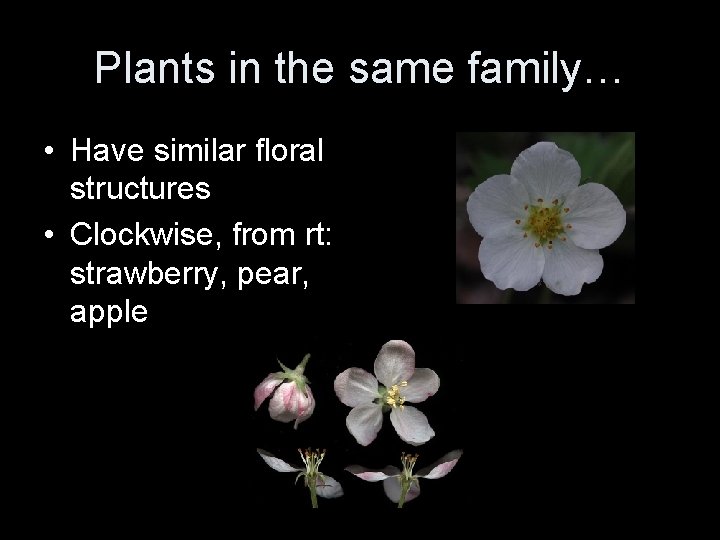 Plants in the same family… • Have similar floral structures • Clockwise, from rt: