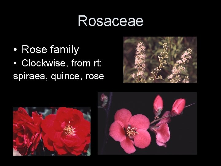 Rosaceae • Rose family • Clockwise, from rt: spiraea, quince, rose 