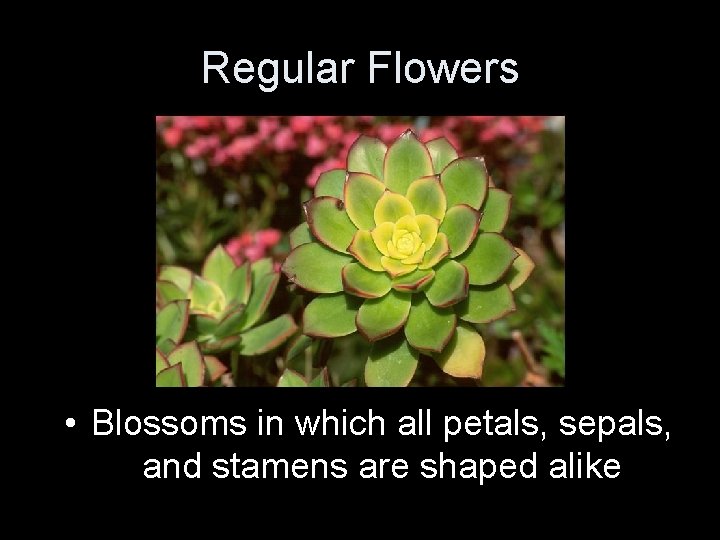 Regular Flowers • Blossoms in which all petals, sepals, and stamens are shaped alike