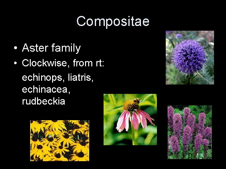 Compositae • Aster family • Clockwise, from rt: echinops, liatris, echinacea, rudbeckia 