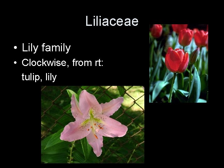 Liliaceae • Lily family • Clockwise, from rt: tulip, lily 