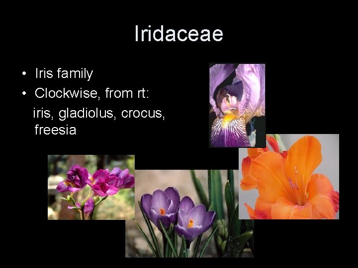 Iridaceae • Iris family • Clockwise, from rt: iris, gladiolus, crocus, freesia 