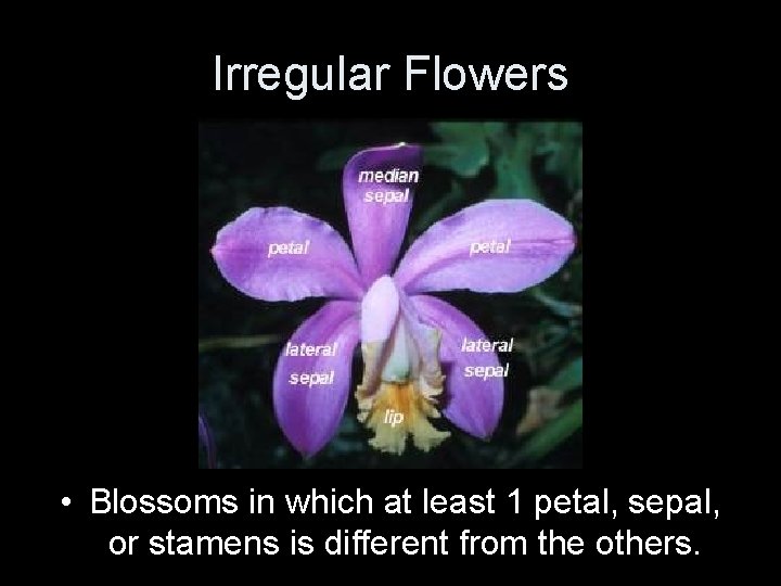 Irregular Flowers • Blossoms in which at least 1 petal, sepal, or stamens is