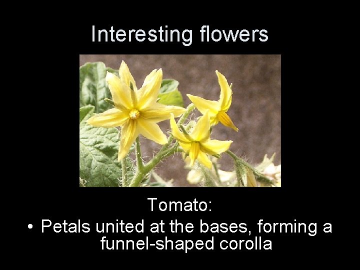 Interesting flowers Tomato: • Petals united at the bases, forming a funnel-shaped corolla 