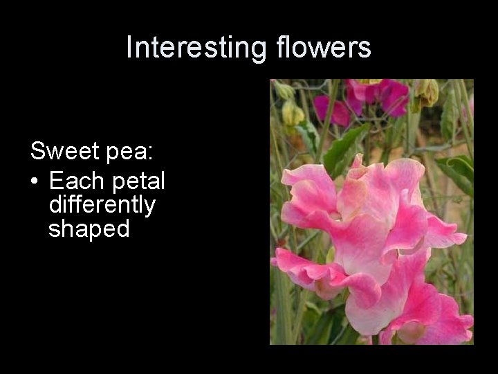 Interesting flowers Sweet pea: • Each petal differently shaped 