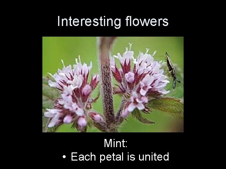 Interesting flowers Mint: • Each petal is united 