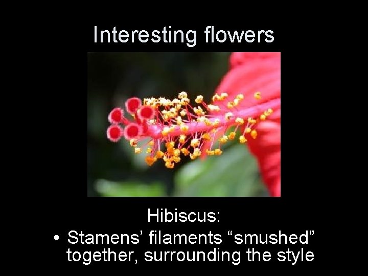 Interesting flowers Hibiscus: • Stamens’ filaments “smushed” together, surrounding the style 