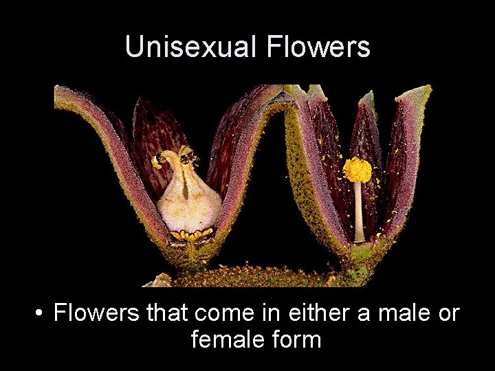 Unisexual Flowers • Flowers that come in either a male or female form 