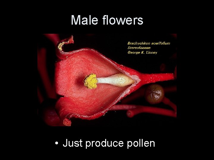 Male flowers • Just produce pollen 