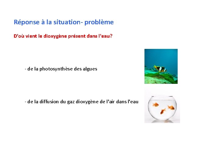 Réponse à la situation- problème D'où vient le dioxygène présent dans l'eau? - de