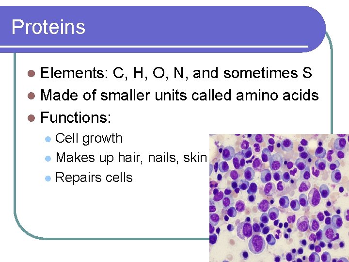 Proteins l Elements: C, H, O, N, and sometimes S l Made of smaller