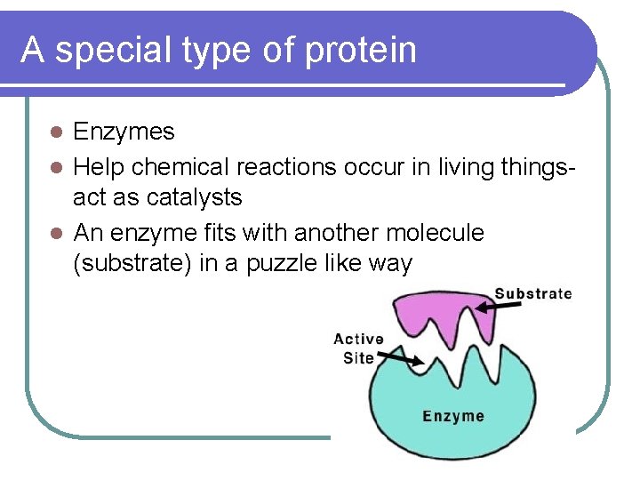 A special type of protein Enzymes l Help chemical reactions occur in living thingsact