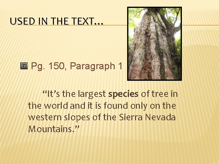 USED IN THE TEXT… Pg. 150, Paragraph 1 “It’s the largest species of tree