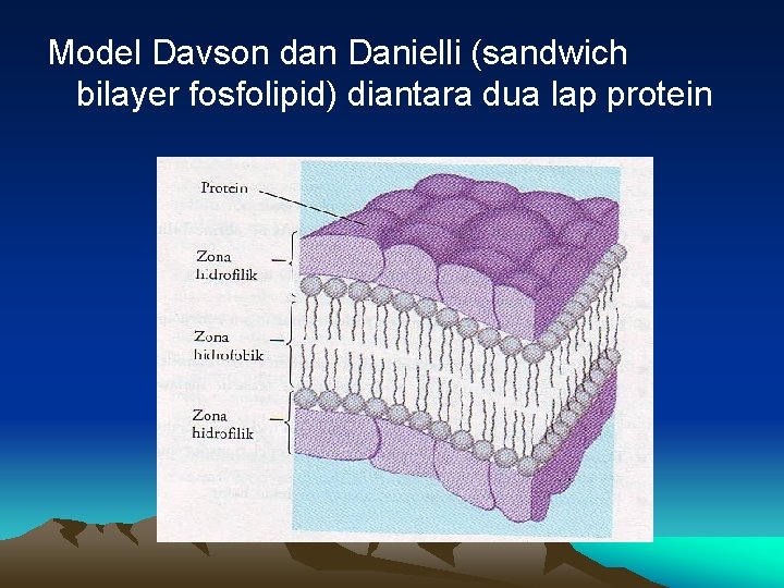 Model Davson dan Danielli (sandwich bilayer fosfolipid) diantara dua lap protein 