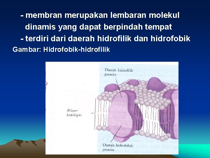 - membran merupakan lembaran molekul dinamis yang dapat berpindah tempat - terdiri daerah hidrofilik