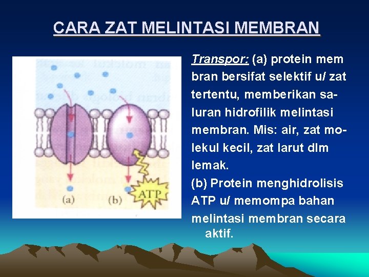 CARA ZAT MELINTASI MEMBRAN Transpor: (a) protein mem bran bersifat selektif u/ zat tertentu,