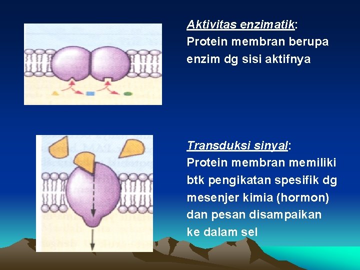 Aktivitas enzimatik: Protein membran berupa enzim dg sisi aktifnya Transduksi sinyal: Protein membran memiliki