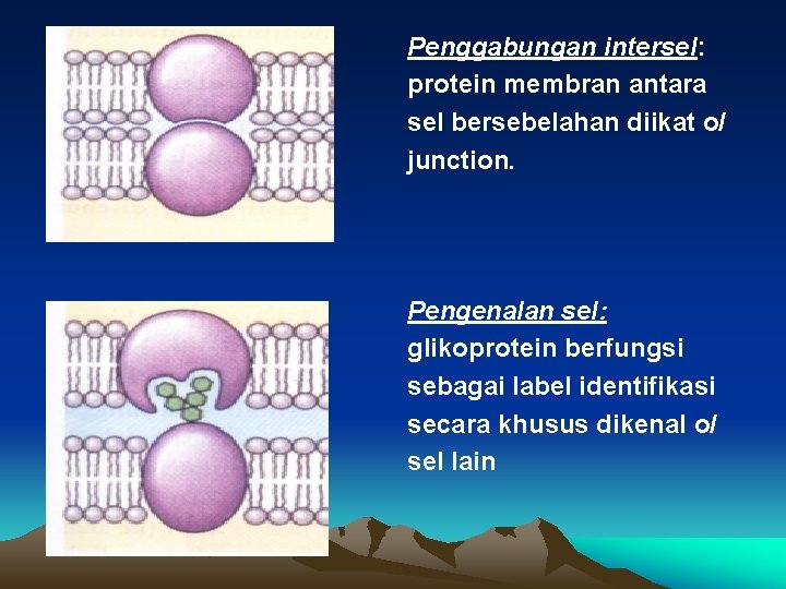 Penggabungan intersel: protein membran antara sel bersebelahan diikat o/ junction. Pengenalan sel: glikoprotein berfungsi