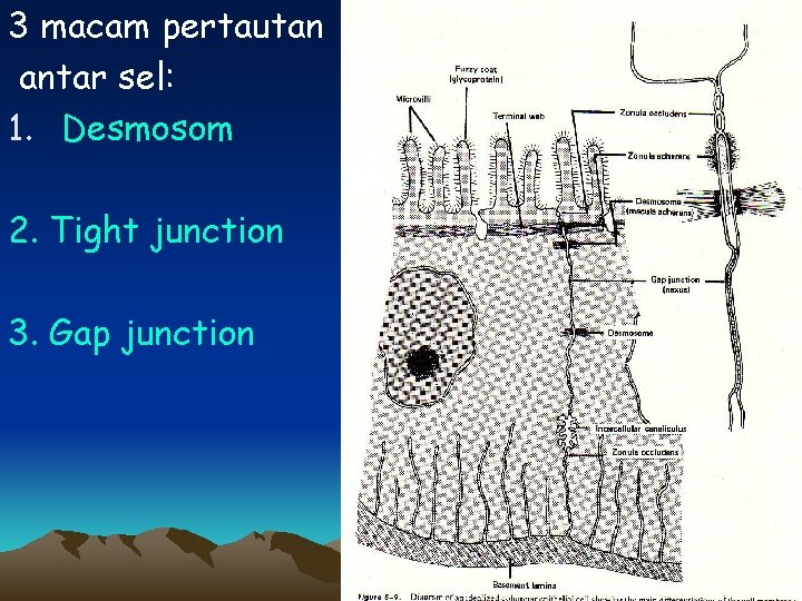 3 macam pertautan antar sel: 1. Desmosom 2. Tight junction 3. Gap junction 