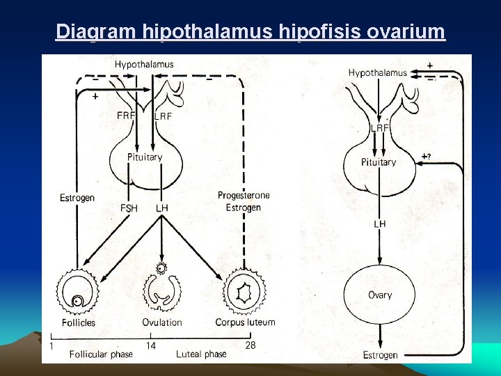 Diagram hipothalamus hipofisis ovarium 