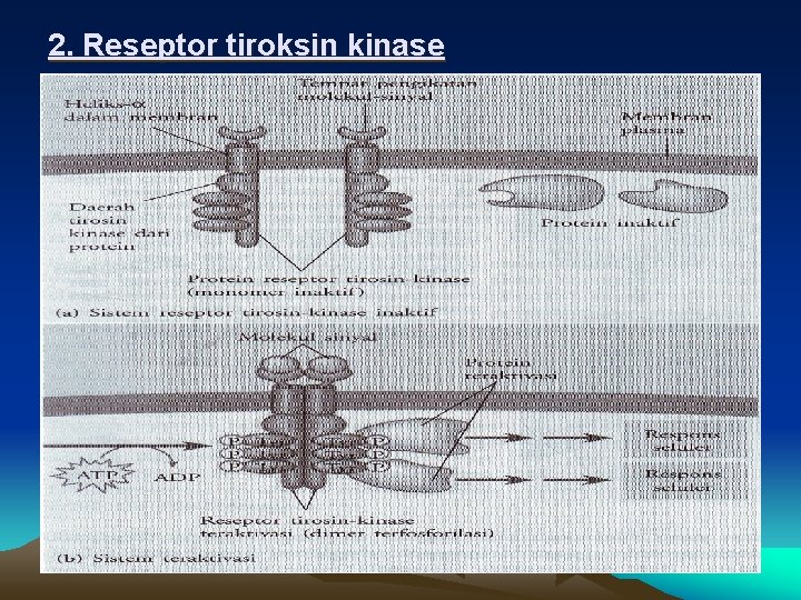 2. Reseptor tiroksin kinase 