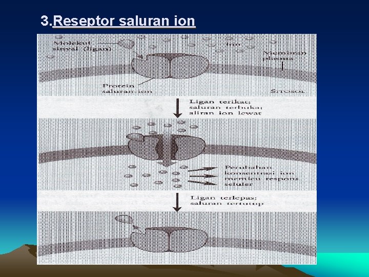 3. Reseptor saluran ion 