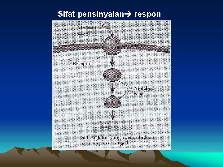 Sifat pensinyalan respon 