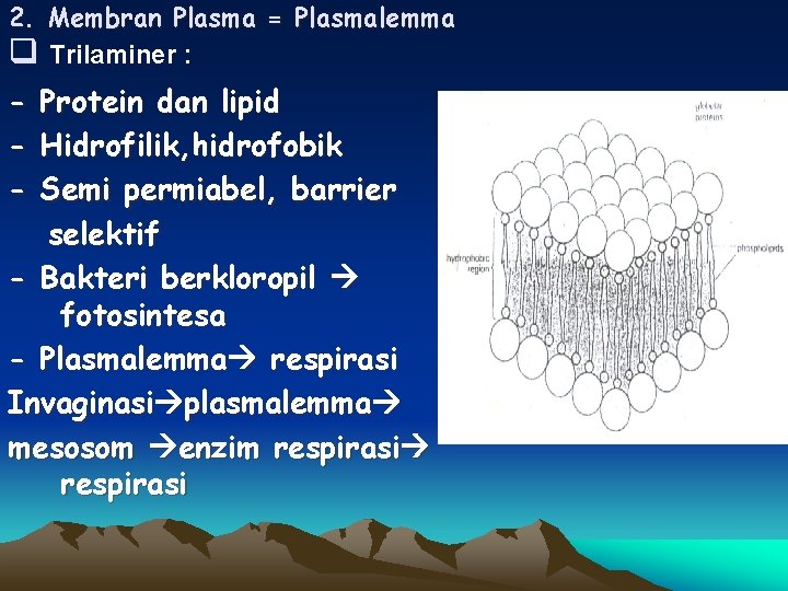 2. Membran Plasma = Plasmalemma q Trilaminer : - Protein dan lipid - Hidrofilik,