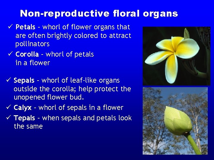 Non-reproductive floral organs ü Petals – whorl of flower organs that are often brightly