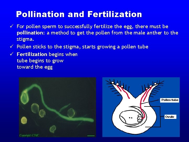 Pollination and Fertilization ü For pollen sperm to successfully fertilize the egg, there must