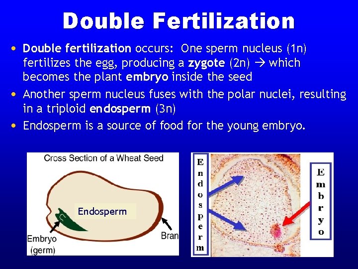 Double Fertilization • Double fertilization occurs: One sperm nucleus (1 n) • • fertilizes