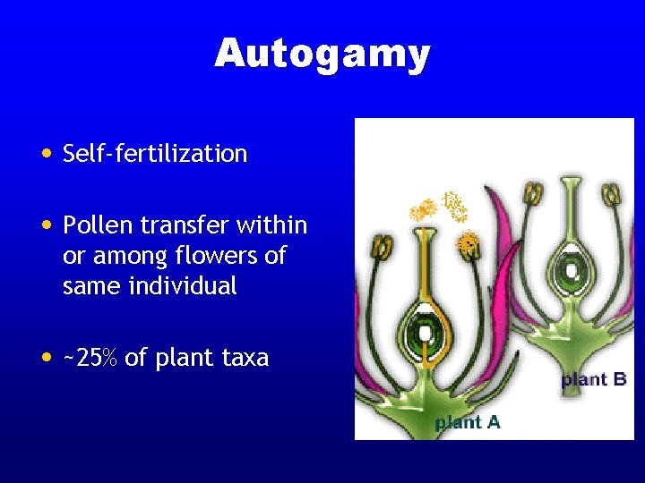 Autogamy • Self-fertilization • Pollen transfer within or among flowers of same individual •