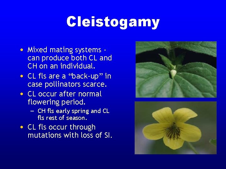 Cleistogamy • Mixed mating systems • • can produce both CL and CH on