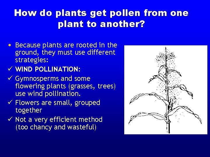 How do plants get pollen from one plant to another? • Because plants are