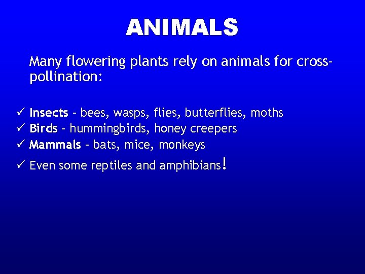 ANIMALS Many flowering plants rely on animals for crosspollination: ü Insects – bees, wasps,