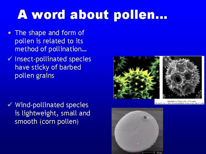 A word about pollen… • The shape and form of pollen is related to