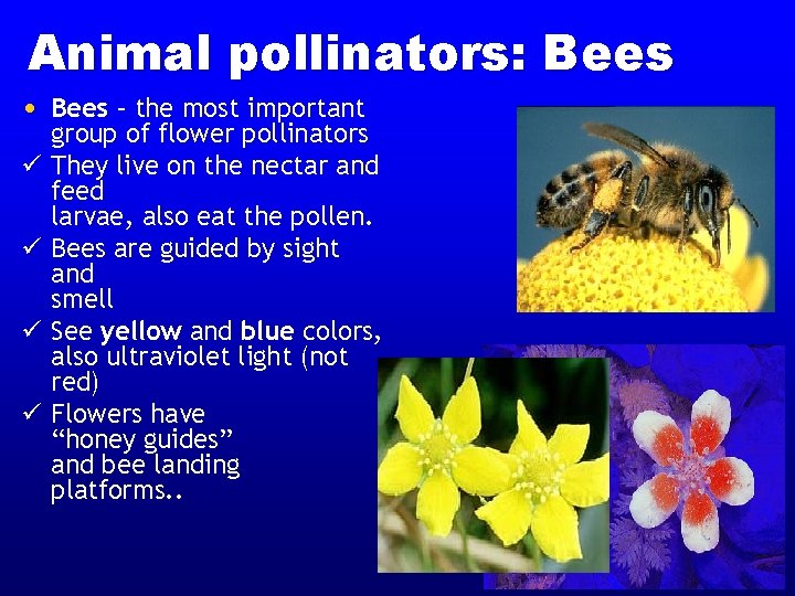 Animal pollinators: Bees • Bees – the most important group of flower pollinators ü