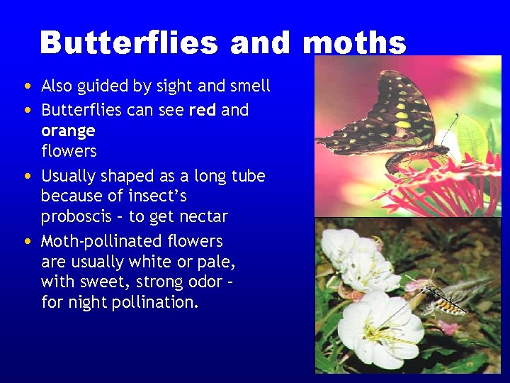 Butterflies and moths • Also guided by sight and smell • Butterflies can see