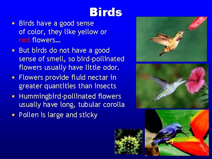 Birds • Birds have a good sense • • of color, they like yellow